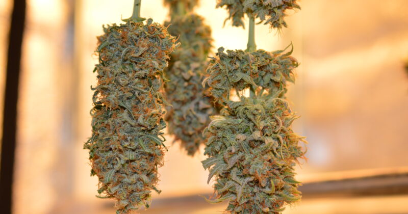 Strains of Marijuana with the Strongest Effects