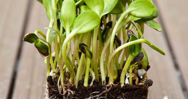 So wählen Sie die besten Microgreens Samen für den häuslichen Anbau aus