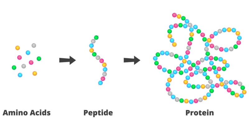 The Role of Peptides in Cell Regeneration and Tissue Healing